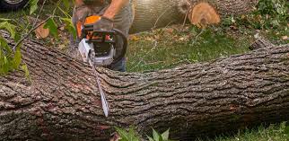 Best Lawn Maintenance Plans  in Hortonville, WI