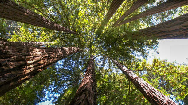 Best Emergency Tree Removal  in Hortonville, WI