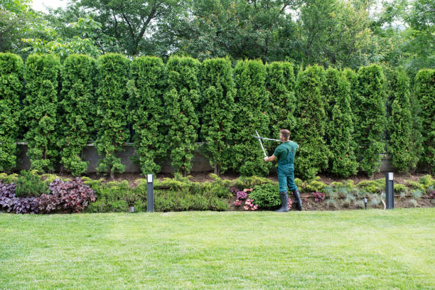 Best Lawn Drainage Solutions  in Hortonville, WI