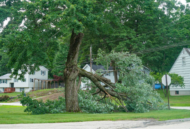 Trusted Hortonville, WI Tree Services Experts