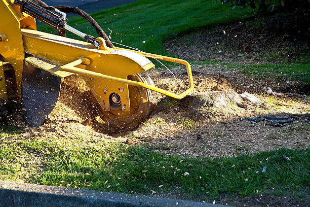Best Utility Line Clearance  in Hortonville, WI