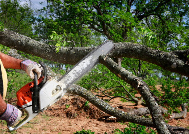 Best Tree Health Inspection  in Hortonville, WI
