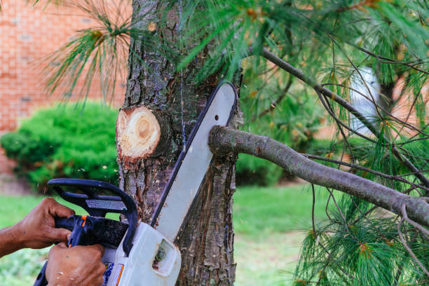 How Our Tree Care Process Works  in  Hortonville, WI
